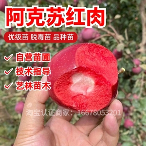 阿克苏红肉苹果树苗北方南方种植地栽阳台盆栽红色之爱红心苹果苗
