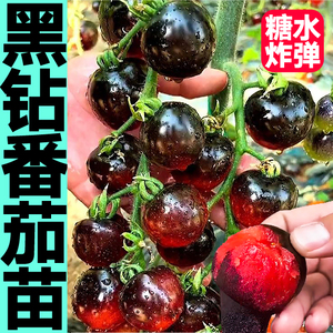 糖水炸弹黑钻番茄秧苗幼苗蔬菜黑珍珠圣女果西红柿种子盆栽阳台