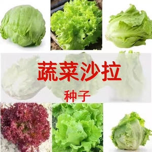 蔬菜沙拉减肥套餐生菜种子结球生菜紫叶生菜意大利生菜冰菜种子