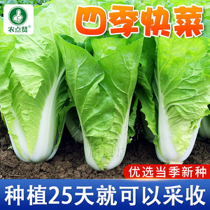 四季奶油快菜种子小白菜菜籽耐热速生快菜种孑阳台蔬菜籽种大全