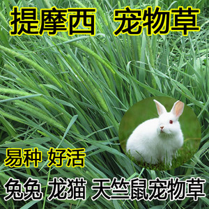 提摩西草籽兔子草粮提摩西草种子兔子爱吃牧草种子多年生再生草种