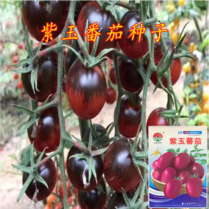 紫玉番茄种子樱桃番茄紫黑色小西红柿种籽盆栽庭院菜园蔬菜种孑