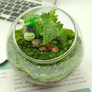 龙猫苔藓微景观生态瓶闷养桌面迷你小盆栽办公室内创意造景绿植物