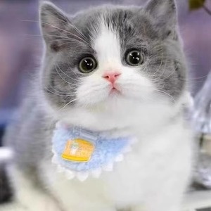 纯种蓝白英短猫活体英短蓝猫幼猫矮脚猫折耳小猫活物宠物猫咪幼崽