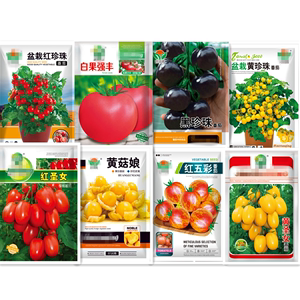 千禧小番茄圣女果种子五彩西红柿家庭蔬菜种孑紫茄子四季阳台盆栽
