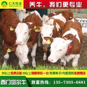 西门塔尔牛犊牛犊子活牛出售小牛犊买牛小牛幼仔黄牛活苗牛仔肉牛