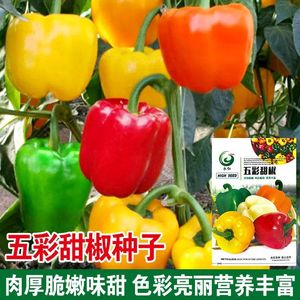 五彩椒甜椒种子不辣黄灯笼辣椒春季播种阳台庭院盆栽种植蔬菜种子