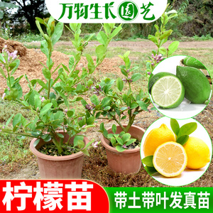 柠檬树苗 台湾四季香水柠檬苗盆栽 南方柠檬树 当年结果 带果发货