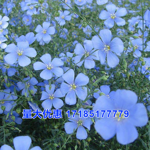 蓝花亚麻种子盆栽花卉种子阳台庭院花种子蓝亚麻花籽花海庭园造景