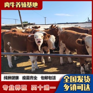 纯种西门塔尔牛肉牛犊育肥架子牛活体小牛仔三个月公牛怀孕母牛