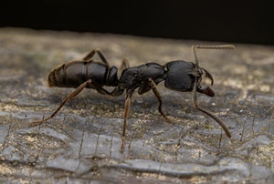 爪哇扁头猛蚁 铠甲勇士 宠物蚂蚁活体 工坊城堡混泥土平面蚁巢
