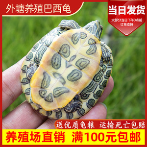 养殖场零售宠物龟小动物活体地摊乌龟苗巴西龟小乌龟活体