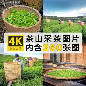 高清图库茶山茶场采茶园图片铁观音炒青嫩芽抖音绘画打印喷绘素材