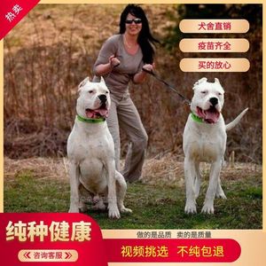 杜高犬幼犬活体纯种大型狩猎犬杜高犬阿根廷巨型护卫犬猎狗打猎犬