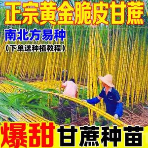 广西黑皮甘蔗苗种子四季甘蔗种南北方种植苗黄皮脆皮水果甘蔗种苗