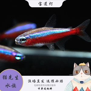宝莲灯灯笼鱼小型鱼苗红绿灯宠物淡水鱼钻石灯群游鱼宝莲灯包活体