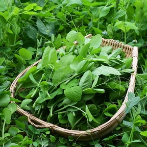 豌豆尖豌豆苗豌豆苗籽四季蔬菜种子春季简单易种豌豆苗种子好吃