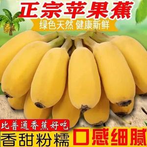 新鲜香蕉苹果粉蕉10斤广东新鲜水果青香蕉一箱现摘非大芭蕉小米蕉