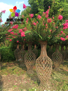 高档紫薇造型花瓶紫薇编织葫芦柱海棠花瓶别墅庭院造型树风景树苗