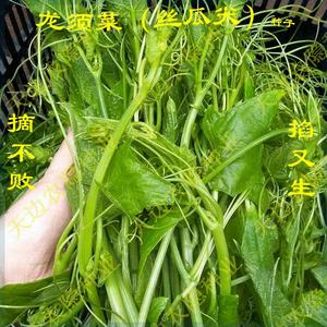 四季【龙须菜】专吃翠绿丝瓜尖种子正宗耐热耐寒耐采摘蔬菜种孑