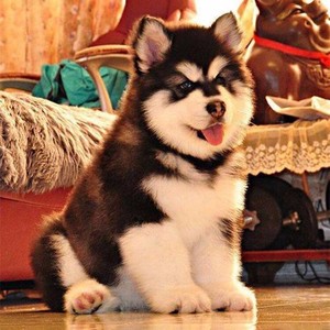 纯种阿拉斯加幼犬巨型阿拉斯加犬桃脸阿拉斯加雪橇犬灰色红色阿拉