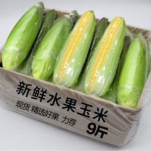 广西金银水果玉米9斤新鲜生吃甜玉米棒子苞谷米现摘糯包邮蔬菜10
