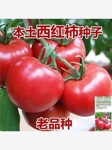 果大西红柿自然成熟沙瓢大粉番茄种子家庭庭院盆栽蔬菜攀枝花番茄