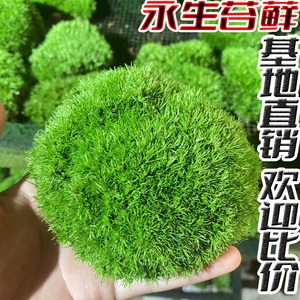 永生白发藓永生大灰藓室内造景青苔白发藓造景仿真苔藓植绒软装