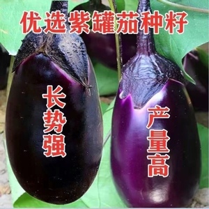 特大牛心茄种子罐茄种籽紫把紫黑色茄子高产四季蔬菜庭院阳台包邮