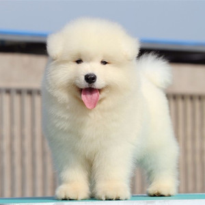 纯种萨摩耶幼犬活体微笑天使萨摩耶犬大型雪橇犬熊版萨摩宠物狗狗