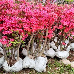 映山红树苗老桩当年开花毛杜鹃花苗南方北方种植抗寒抗冻映山红苗