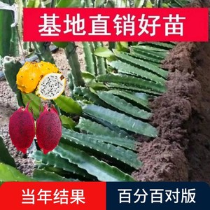 火龙果树果苗红心火龙果苗庭院阳台四季盆栽种植水果当年结果带根