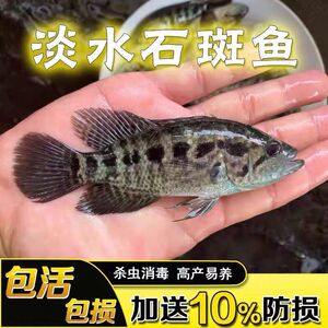 浙江石斑鱼淡水鱼苗养殖花斑小鱼苗石斑鱼苗可食用特大冷水鱼苗