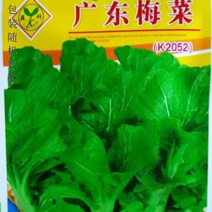 梅菜种子高产耐湿腌制广东梅干菜口感脆嫩叶片厚实四季阳台蔬菜籽