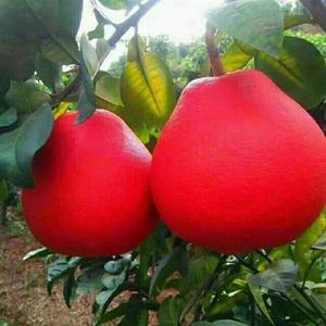 泰国三红柚香水树苗暹罗嫁接苗红心树新品种大果柚子纯甜柚子红柚
