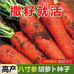 三红八寸参胡萝卜种子手指胡萝卜种子兔子草高产当季蔬菜种子大全