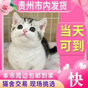 【贵阳猫舍】纯种美短起司加白矮脚曼基康标斑拿破仑猫咪虎斑起司