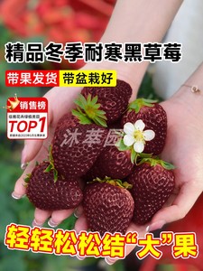 四季结果食用黑珍珠草莓苗秧盆栽冬季奶油草梅苗室内草莓阳台绿植