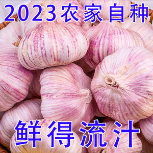 2023今年新鲜嫩紫皮干生一级大蒜头河南中牟山东10斤本地农村包邮