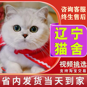 辽宁猫舍纯种银渐层猫咪幼猫短毛白色血统猫英短渐层活体宠物级