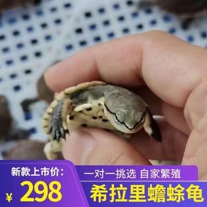 希拉里蟾头龟深水侧颈龟网红宠物龟观赏小乌龟花面可以挑可选包邮