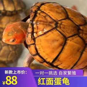 红面蛋龟进口龟苗美版红面龟宠物观赏活体深水龟红面龟发色粮可挑
