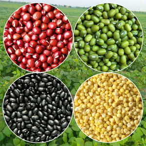 红小豆种子春季夏季耐热无架花豇豆种籽小粒黑豆黍子谷黑绿豆种孑