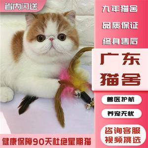 【广东猫舍】加菲猫纯种幼崽曼基康矮脚猫短腿小猫咪宠物活小奶猫