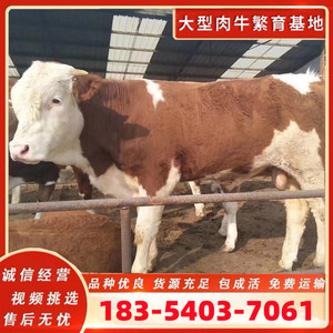西门塔尔牛犊利木赞牛犊夏洛莱牛犊改良黄牛犊活体出售3-6个月牛