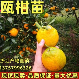 果树苗欧柑树苗农家瓯柑苦橘新鲜有机水果柑橘苗降火正宗苦柑苗