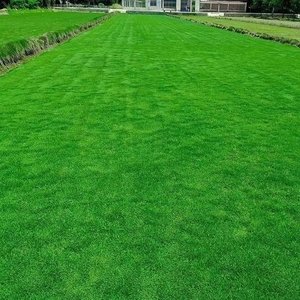 真草草坪免修绿色庭院草庭院坪草皮耐寒皮草百慕大草台湾地垫地毯