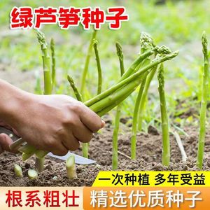 龙须菜种子芦笋种子四季播多年生绿芦笋种子耐寒抗寒盆栽蔬菜种子