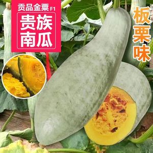 特甜粉糯贵族南瓜种子新品种金丝栗板栗贝贝南瓜籽四季种植种籽子