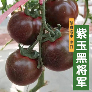 紫玉黑将军番茄种子小番茄圣女果种籽小西红柿盆栽水果樱桃番茄籽